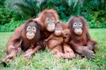 4 Happy Monkeys