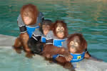 Orangutans in pool