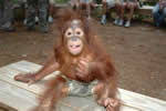 Orangutan chillin