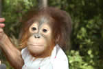 Orangutan having a bad hair day
