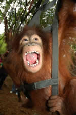 Orangutan in hammock