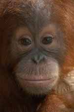 Orangutan