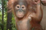 Orangutan baby